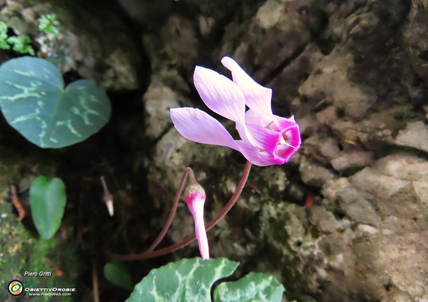 42 Cyclamen (Ciclamini) nella roccia.JPG